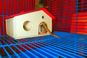 Rysujemy dom na szczur: jak stworzyć zwierzę przytulne mieszkanie? Rysujemy dom na szczur: jak stworzyć zwierzę przytulne mieszkanie?